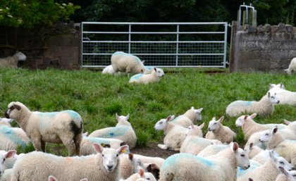 Molecules in the human body behave like sheep at a gate -- sometimes lots go through, sometimes they don't Molecules in the human body behave like sheep at a gate -- sometimes lots go through, sometimes they don't